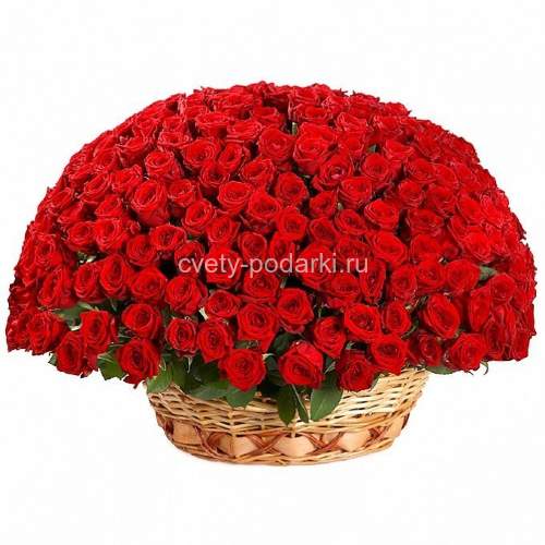 251 красная роза в корзине  