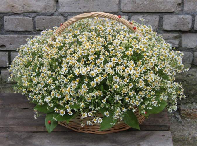 Корзина с ромашками «Божьи коровки»  